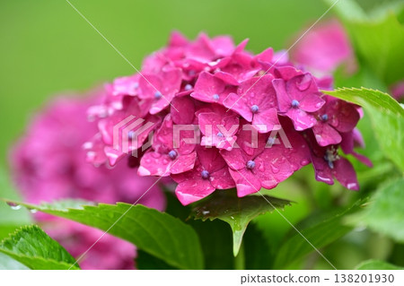Hydrangeas (photographed on a rainy day, with raindrops) 138201930