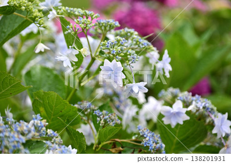 繡球花(雨天拍攝,有雨滴) 繡球花(雨天拍攝,有雨滴) 138201931