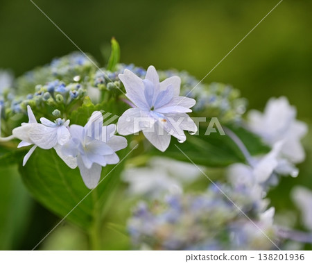 Hydrangeas (photographed on a rainy day, with raindrops) Hydrangeas (photographed on a rainy day, with raindrops) 138201936