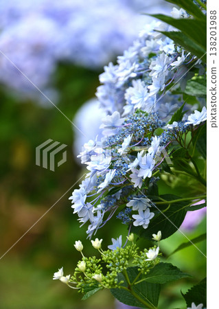 繡球花(雨天拍攝,有雨滴) 繡球花(雨天拍攝,有雨滴) 138201988