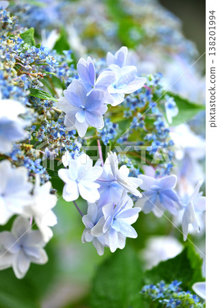 繡球花(雨天拍攝,有雨滴) 繡球花(雨天拍攝,有雨滴) 138201994