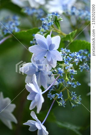 繡球花（雨天拍攝，有雨滴） 138202000