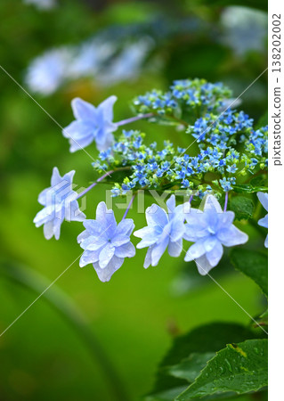 繡球花（雨天拍攝，有雨滴） 138202002