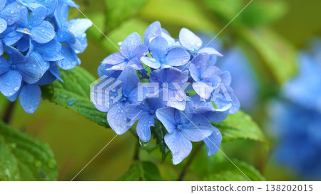 Hydrangeas (photographed on a rainy day, with raindrops) 138202015