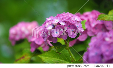 Hydrangeas (photographed on a rainy day, with raindrops) Hydrangeas (photographed on a rainy day, with raindrops) 138202017