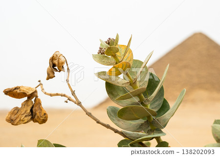 Calotropis procera flowering plant with purple buds and green leaves, commonly found in Africa. The plant showcases its unique floral structure against a blurred background with a pyramid. Calotropis procera flowering plant with purple buds and green leaves, commonly found in Africa. The plant showcases its unique floral structure against a blurred background with a pyramid. 138202093