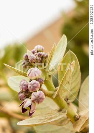 Calotropis procera flowering plant with purple buds and green leaves, commonly found in Africa. The plant showcases its unique floral structure against a blurred background. Calotropis procera flowering plant with purple buds and green leaves, commonly found in Africa. The plant showcases its unique floral structure against a blurred background. 138202122