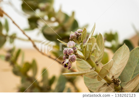 Calotropis procera flowering plant with purple buds and green leaves, commonly found in Africa. The plant showcases its unique floral structure against a blurred background. 138202123