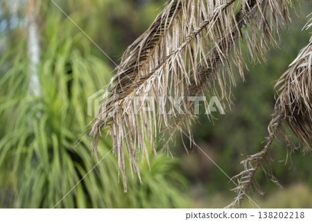 Dry dead palm tree on Florida home backyard 138202218