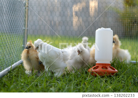 Domestic chicken in small backyard chicken coop. Silkie chicks sustainably raised in free range conditions 138202233