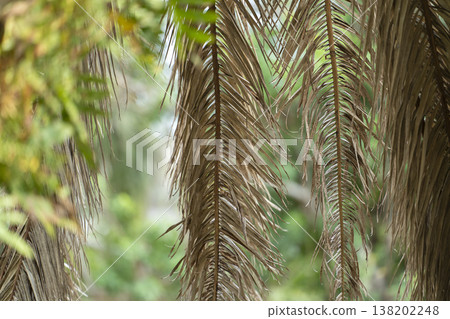 Dead palm tree with dry branches on Florida home backyard. Tree removal concept Dead palm tree with dry branches on Florida home backyard. Tree removal concept 138202248