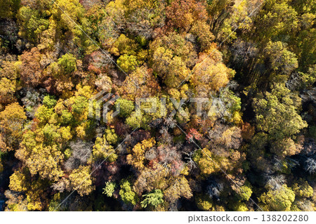 Colorful woods with yellow and orange canopies in autumn forest. Landscape of wild nature in autumn Colorful woods with yellow and orange canopies in autumn forest. Landscape of wild nature in autumn 138202280
