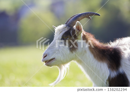 Close-up portrait of white and brown spotty domestic shaggy goat with long steep horns, yellow eyes and white beard on blurred yellow and blue bokeh background. Farming of useful animals concept. Close-up portrait of white and brown spotty domestic shaggy goat with long steep horns, yellow eyes and white beard on blurred yellow and blue bokeh background. Farming of useful animals concept. 138202294