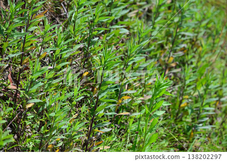 Vacant land, wasteland, weeds, land, vacant lot Vacant land, wasteland, weeds, land, vacant lot 138202297