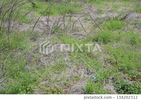 空地、荒地、雜草、土地、空地 138202312