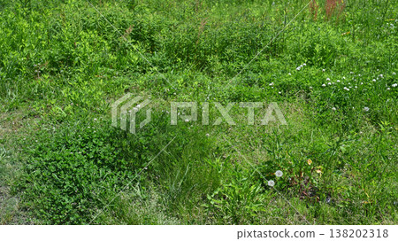 Vacant land, wasteland, weeds, land, vacant lot Vacant land, wasteland, weeds, land, vacant lot 138202318