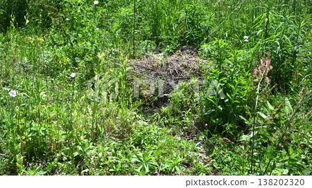 Vacant land, wasteland, weeds, land, vacant lot 138202320