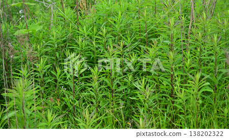 Vacant land, wasteland, weeds, land, vacant lot 138202322