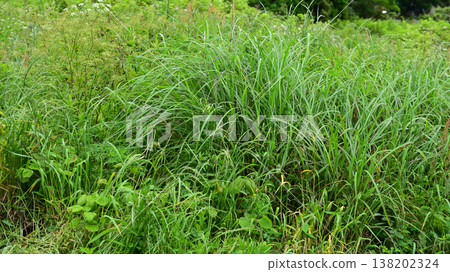 Vacant land, wasteland, weeds, land, vacant lot 138202324