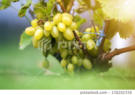 Close-up of vine branch with green leaves and isolated golden yellow ripe grape cluster lit by bright sun on blurred colorful bokeh copy space background. Agriculture, gardening and wine making. 138202338