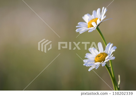 Close-up of two tender beautiful simple white daises with bright yellow hearts lit by morning sun blooming on high stems on blurred foggy soft green background. Beauty and harmony of nature concept. 138202339
