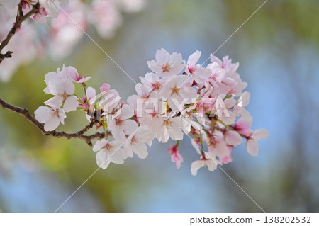 Cherry Blossom (Somei Yoshino) Cherry Blossom (Somei Yoshino) 138202532