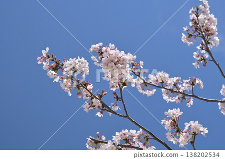Cherry Blossom (Somei Yoshino) Cherry Blossom (Somei Yoshino) 138202534
