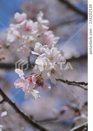 Cherry Blossom (Somei Yoshino) Cherry Blossom (Somei Yoshino) 138202536