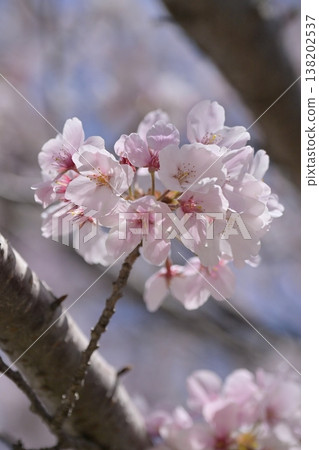 Cherry Blossom (Somei Yoshino) Cherry Blossom (Somei Yoshino) 138202537