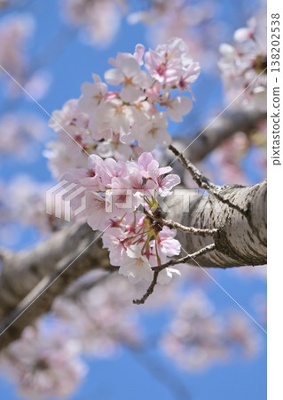 Cherry Blossom (Somei Yoshino) Cherry Blossom (Somei Yoshino) 138202538
