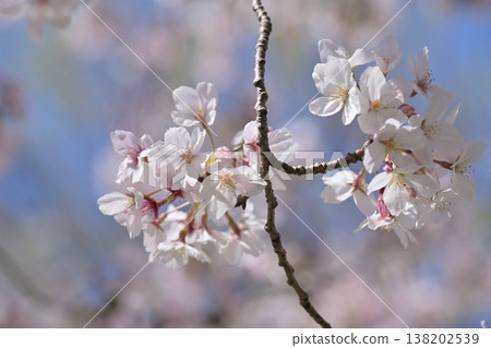 Cherry Blossom (Somei Yoshino) Cherry Blossom (Somei Yoshino) 138202539