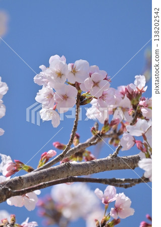 櫻花 櫻花 138202542