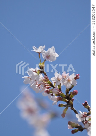 Cherry Blossom (Somei Yoshino) Cherry Blossom (Somei Yoshino) 138202547