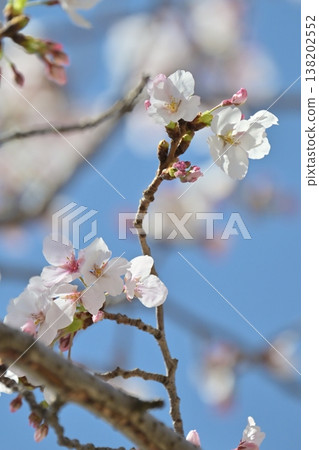 Cherry Blossom (Somei Yoshino) Cherry Blossom (Somei Yoshino) 138202552