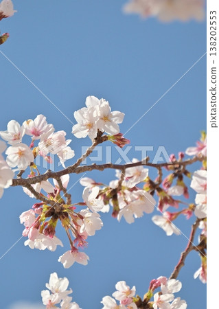 Cherry Blossom (Somei Yoshino) Cherry Blossom (Somei Yoshino) 138202553
