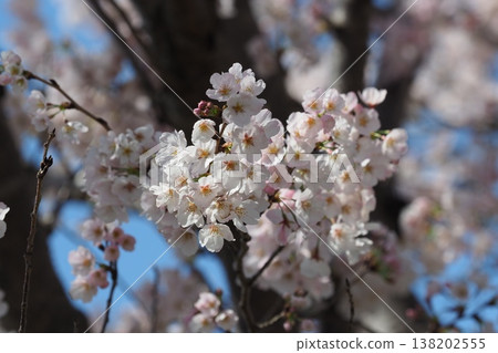Cherry Blossom (Somei Yoshino) Cherry Blossom (Somei Yoshino) 138202555