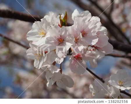 Cherry Blossom (Somei Yoshino) Cherry Blossom (Somei Yoshino) 138202556