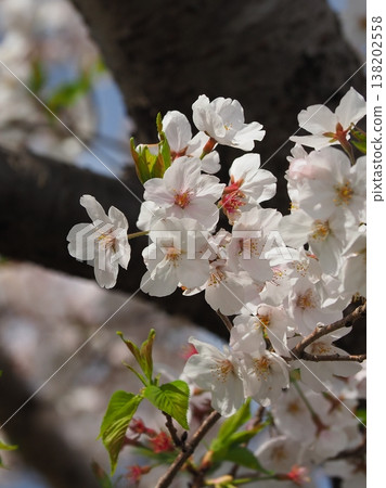 Cherry Blossom (Somei Yoshino) Cherry Blossom (Somei Yoshino) 138202558