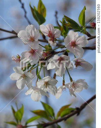 Cherry Blossom (Somei Yoshino) Cherry Blossom (Somei Yoshino) 138202560