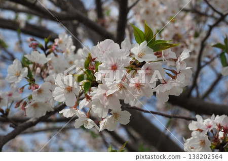 Cherry Blossom (Somei Yoshino) Cherry Blossom (Somei Yoshino) 138202564