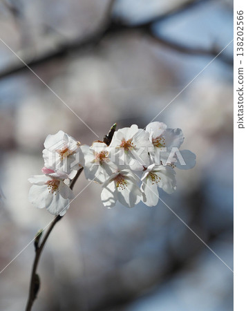 櫻花 櫻花 138202566