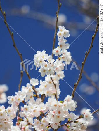 Cherry Blossom (Somei Yoshino) Cherry Blossom (Somei Yoshino) 138202567