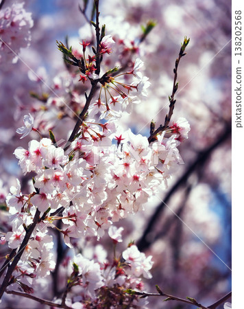 Cherry Blossom (Somei Yoshino) Cherry Blossom (Somei Yoshino) 138202568