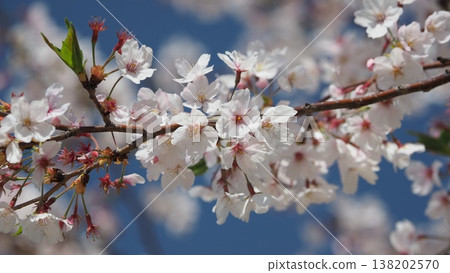 Cherry Blossom (Somei Yoshino) Cherry Blossom (Somei Yoshino) 138202570