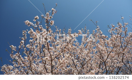 Cherry Blossom (Somei Yoshino) Cherry Blossom (Somei Yoshino) 138202574