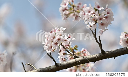 Cherry Blossom (Somei Yoshino) Cherry Blossom (Somei Yoshino) 138202575