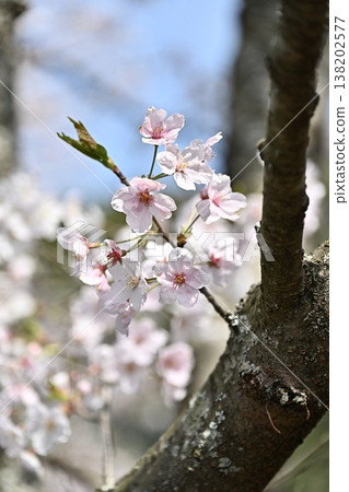 Cherry Blossom (Somei Yoshino) 138202577