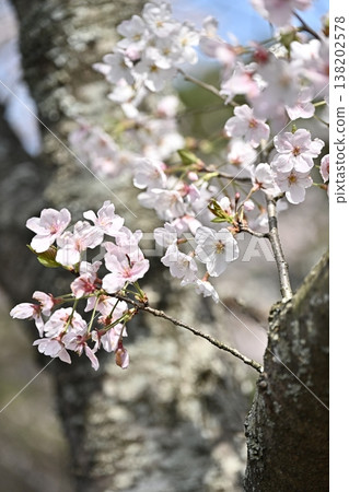 Cherry Blossom (Somei Yoshino) Cherry Blossom (Somei Yoshino) 138202578