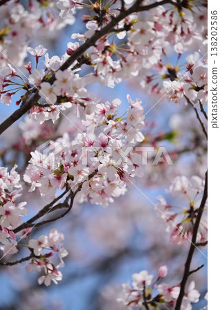 Cherry Blossom (Somei Yoshino) Cherry Blossom (Somei Yoshino) 138202586