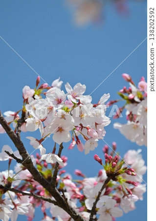Cherry Blossom (Somei Yoshino) Cherry Blossom (Somei Yoshino) 138202592